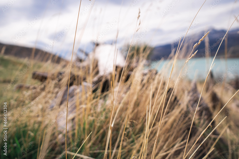 Obraz premium grass in the wind