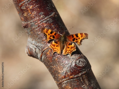 Satyr Comma (Polygonia satyrus) orange butterfly in Beartooth Mountains, Montana