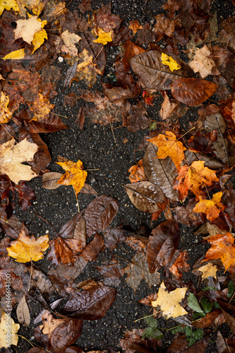 autumn leaves background