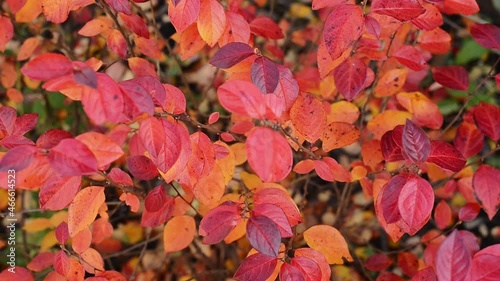 branches with autumn red and orange Cotoneaster lucidus, the shiny cotoneaster, or hedge cotoneaster leaves, close up full HD stock video footage in background real-time