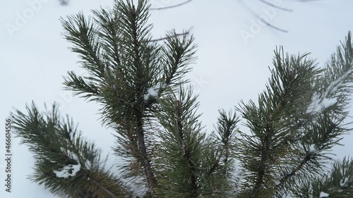 young woman cares for tree in winter yard, spraying spruce with liquid fertilizers or protective chemicals pesticides from insects, stock video footage in real time