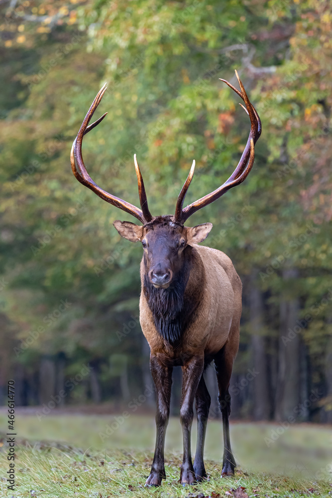 Large male elk with beautiful antlers during rut time Large male elk with beautiful antlers during rut time
