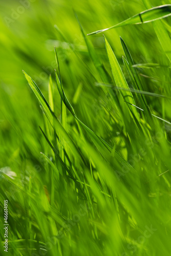 Fototapeta Naklejka Na Ścianę i Meble -  Spring or summer and grass field with sunny. Green grass background, nature texture. Closeup