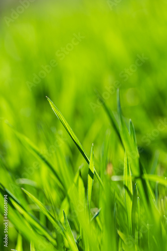 Spring or summer and grass field with sunny. Green grass background, nature texture. Closeup