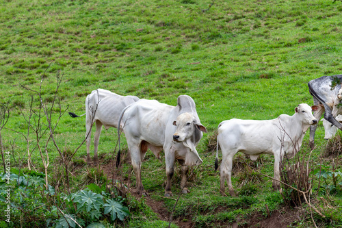 Fototapeta Naklejka Na Ścianę i Meble -  Cows in a field. Selective focus.