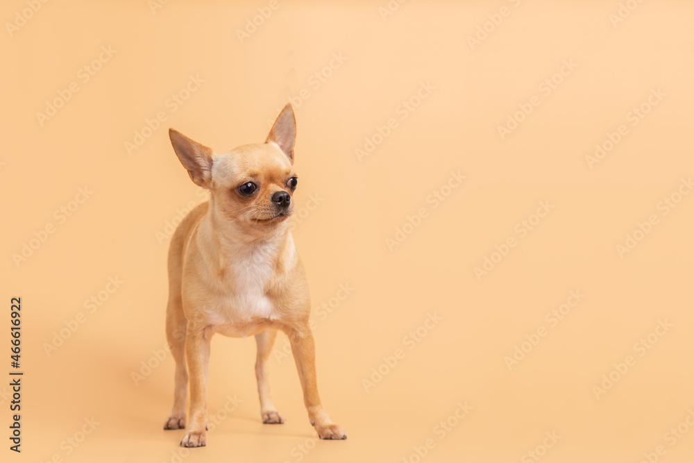 Female adorable brown chihuahua puppy standing on a pink background.