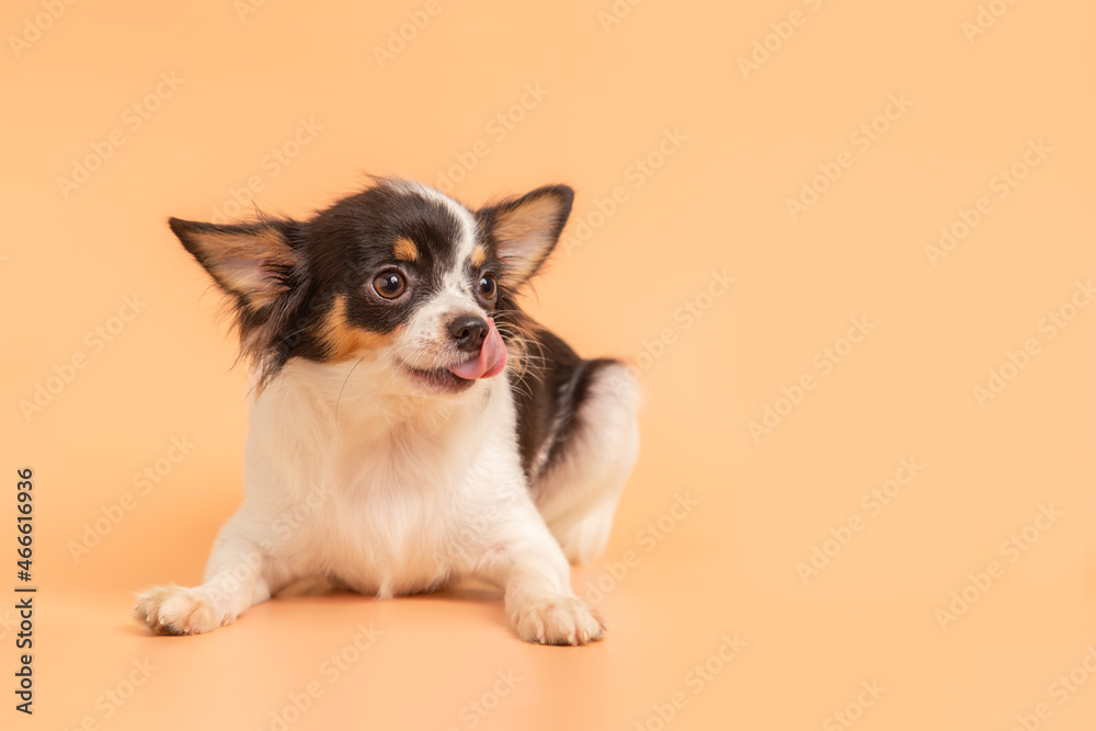 Cute male chihuahua puppy sticking tongue on a pink background.