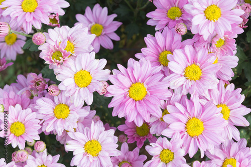 Beautiful colorful chrysanthemum flower background © anupan001