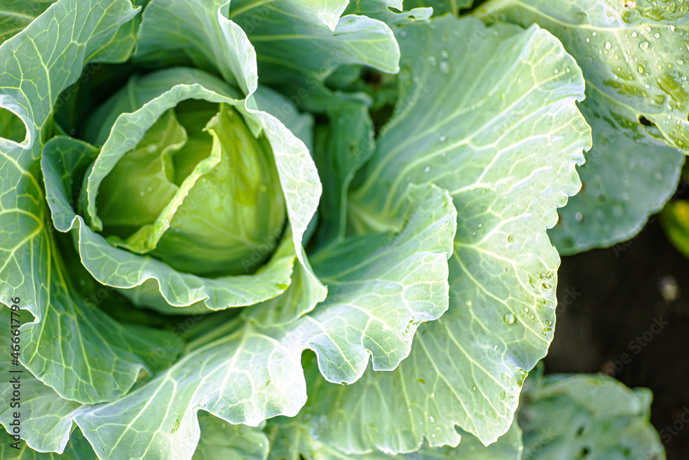 Cabbage head growing on vegetable bed in garden. Agriculture. Healthy and healthy food for humans. Cabbage head growing on vegetable bed in garden. Agriculture. Healthy and healthy food for humans.