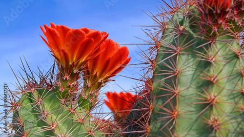 Barrel Cactus Blooming - A closeup wide angle view of a barrel cactus in bloom against a dark blue sky