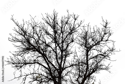The crown of the tree. Black branches isolated on white background.