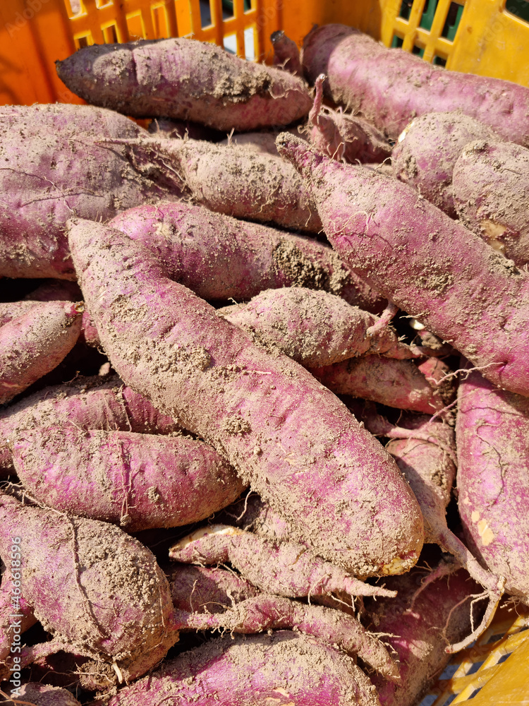 Korean sweet potato harvest in the
basket. Korean sweet potato harvest in the
basket.