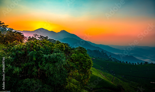 Tea Plantation Sunrise