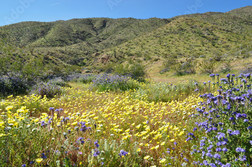 super bloom in desert