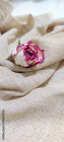 pink rose with fabric old flower