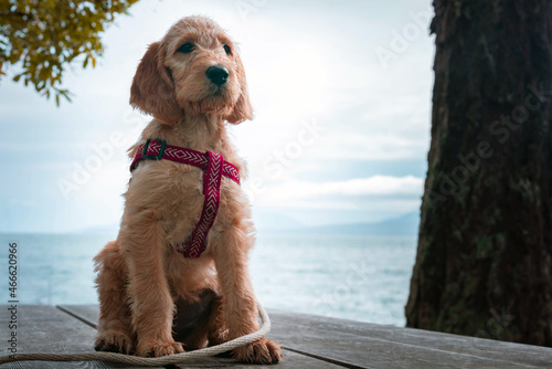 Doodle red setter puppy on picnic table in front of the ocean