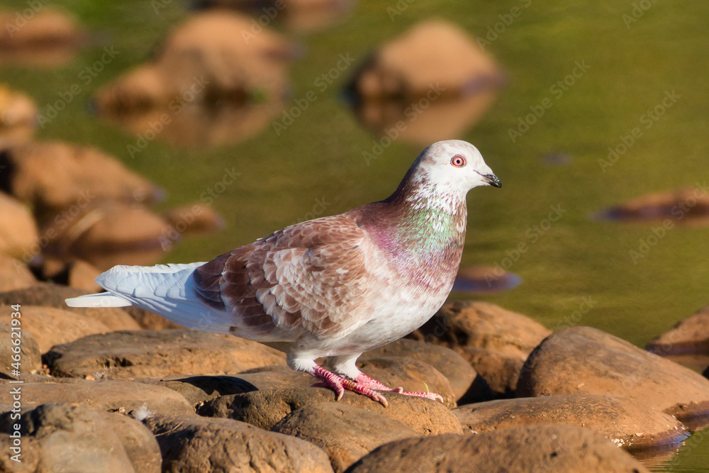 Obraz premium Rock pigeon standing on the stones next to a lake