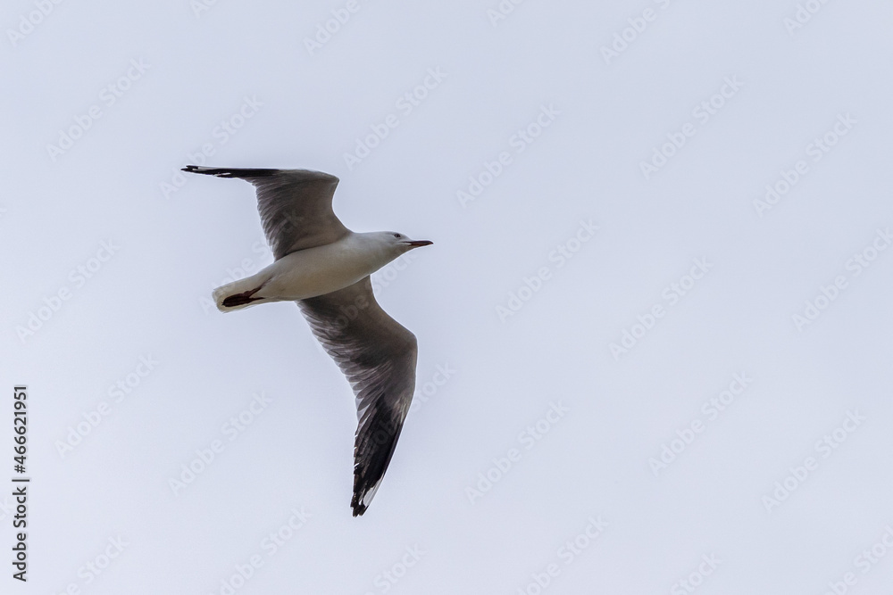 Silver gull flying overhead with wings spread Silver gull flying overhead with wings spread