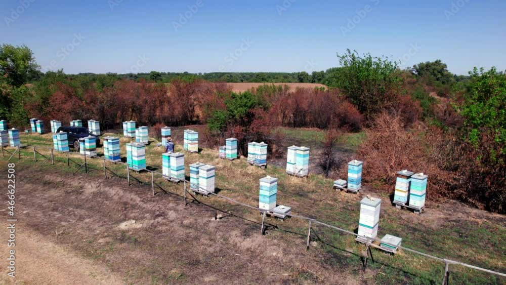 Bee apiary - man walking in countryside Bee apiary - man walking in countryside