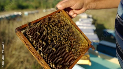 Examining bees for honey and health photo