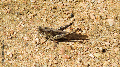 Grasshopper camouflauged in plain sight on a sandy path 