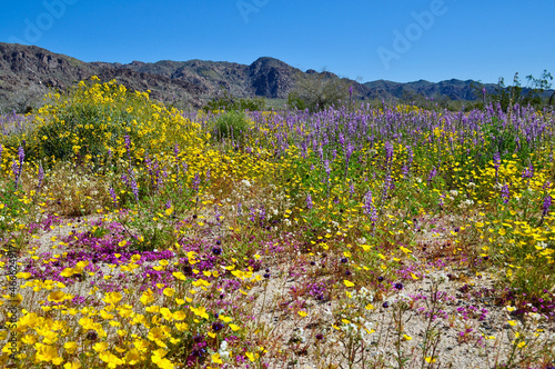 field of desert wildflowers