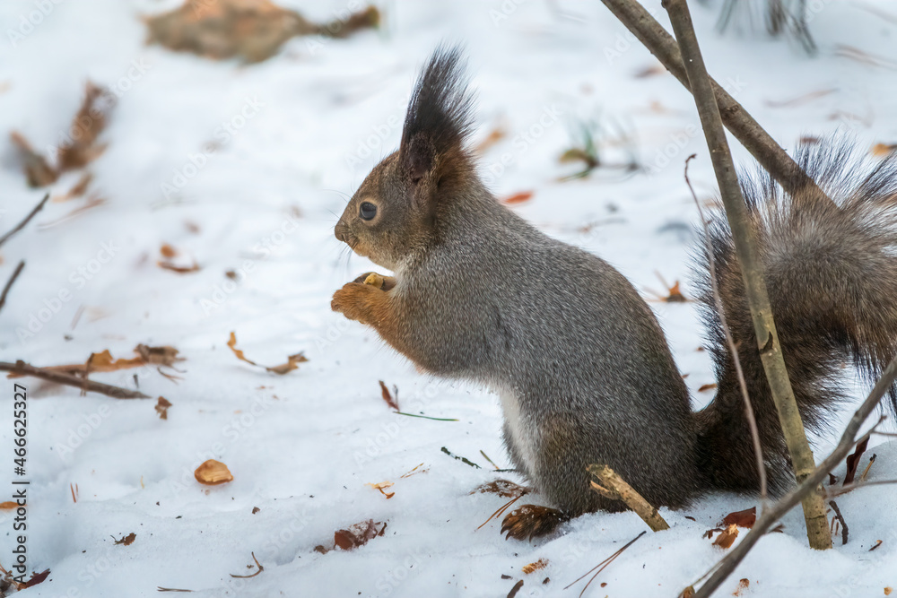 The squirrel sits on white snow with nut in winter. The squirrel sits on white snow with nut in winter.