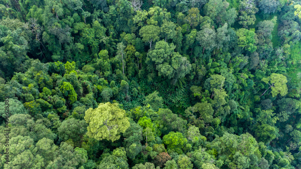 Aerial view tropical rain forest ecosystem and healthy environment concept and background, Texture of nature green tree forest in mountain.