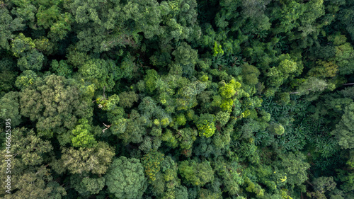 Aerial view forest tree, Rainforest ecosystem and healthy environment concept and background, Texture of green tree forest view from above. © Kalyakan