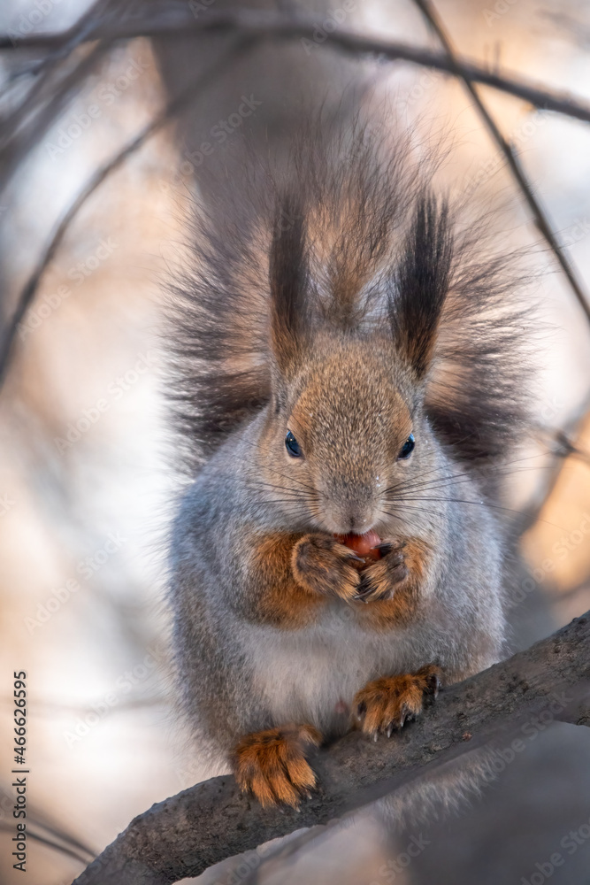 Fototapeta premium The squirrel with nut sits on tree in the winter or late autumn