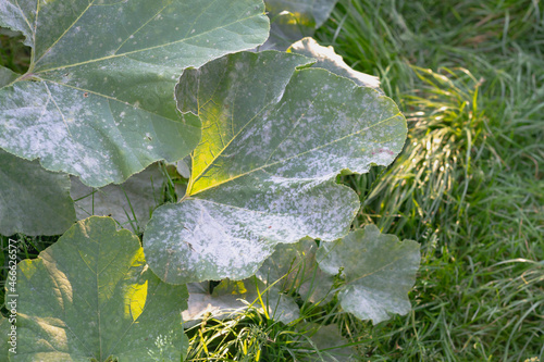 Plant disease powdery mildew, oidium on pumpkin leaves in autumn, the leaves of the vegetable plant are covered with a white coating of fungus