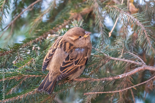 Sparrow sits on a fir branch in the sunset light. photo