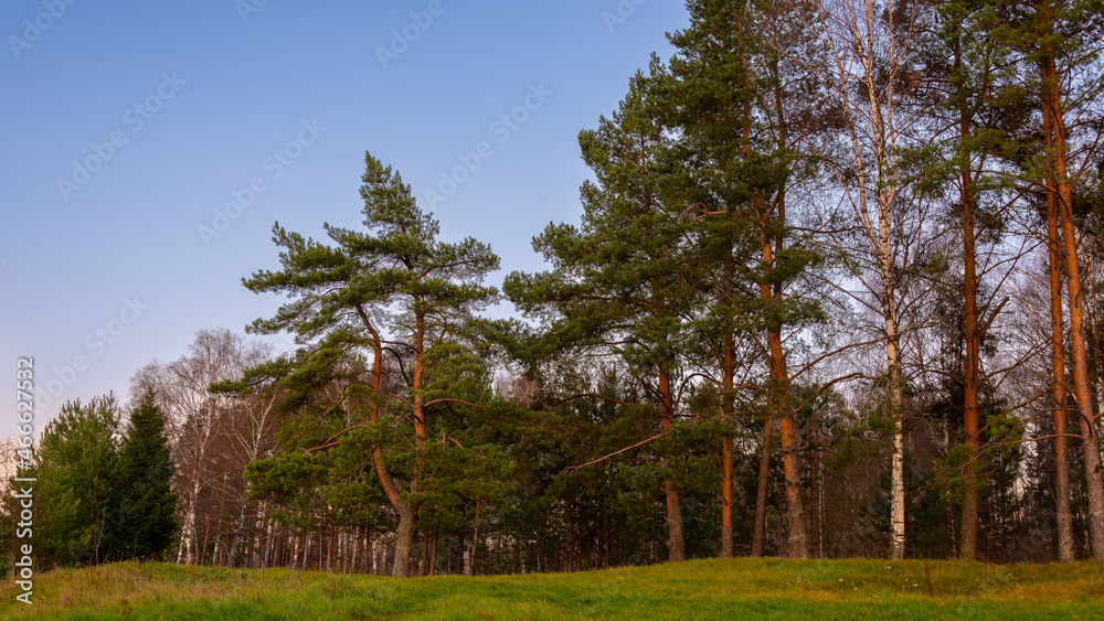 Pines and pine trunks illuminated by the setting sun in the autumn forest. Landscape.