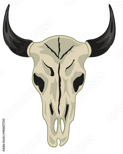 Skull animal cow on white background is insulated