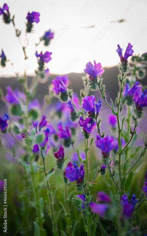 Obraz premium flowers in the field
