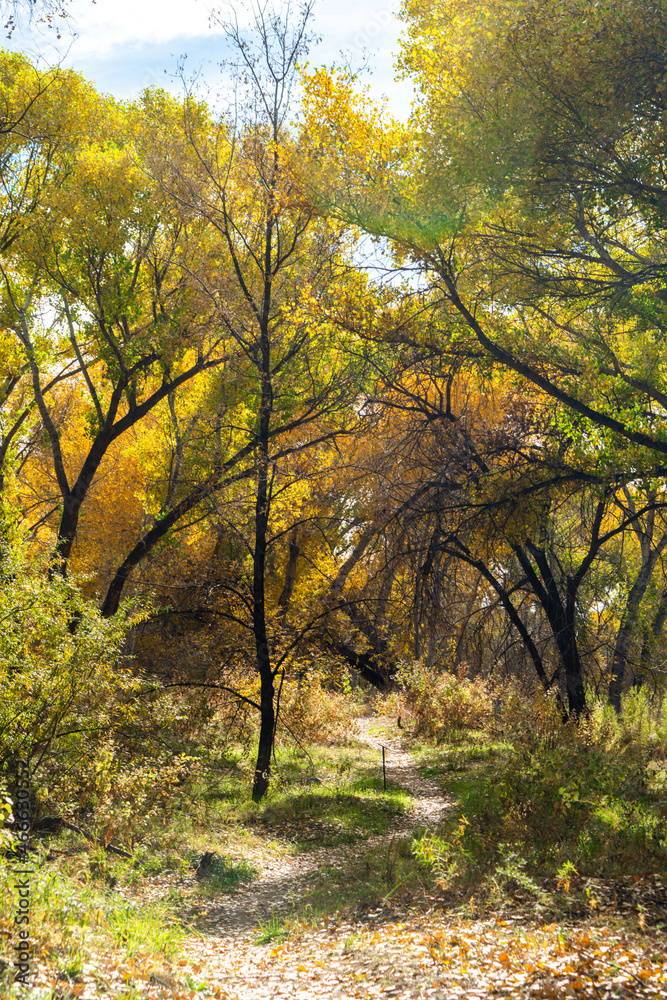 Changing fall colors