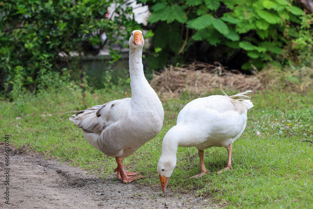 White goose is eatting grass in nature farm garden White goose is eatting grass in nature farm garden