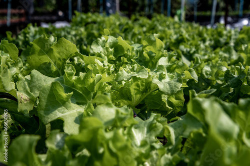 Close up of organic green Lettuce growing in farm for agriculture concept, Cultivation hydroponic vegetable in farm plant market. Vegetable background, Selective focus.