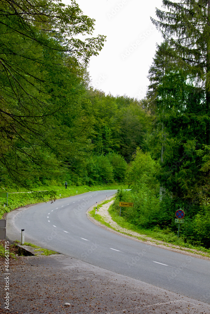 road in thegreen  forest, slovenia