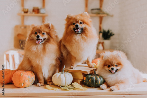 three small red fluffy pomeranians pose among pumpkins and stacks of books lying on a wooden table. family of three dogs. pet products. space for text. High quality photo © КРИСТИНА Игумнова