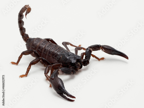 PA310038 juvenile Asian forest scorpion, Heterometrus species, isolated on white cECP 2021 photo