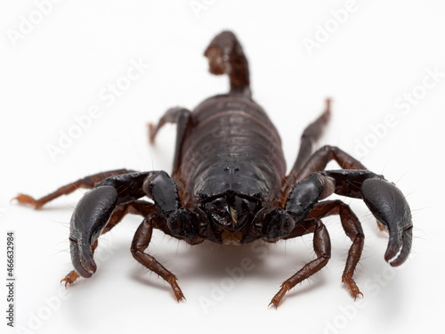 PA310024 face of a juvenile Asian forest scorpion, Heterometrus species, isolated cECP 2021