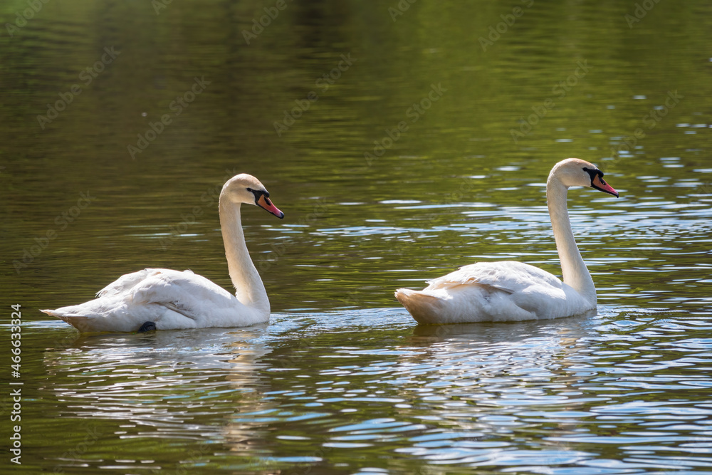 Two graceful white swans swim in the dark water. Two graceful white swans swim in the dark water.