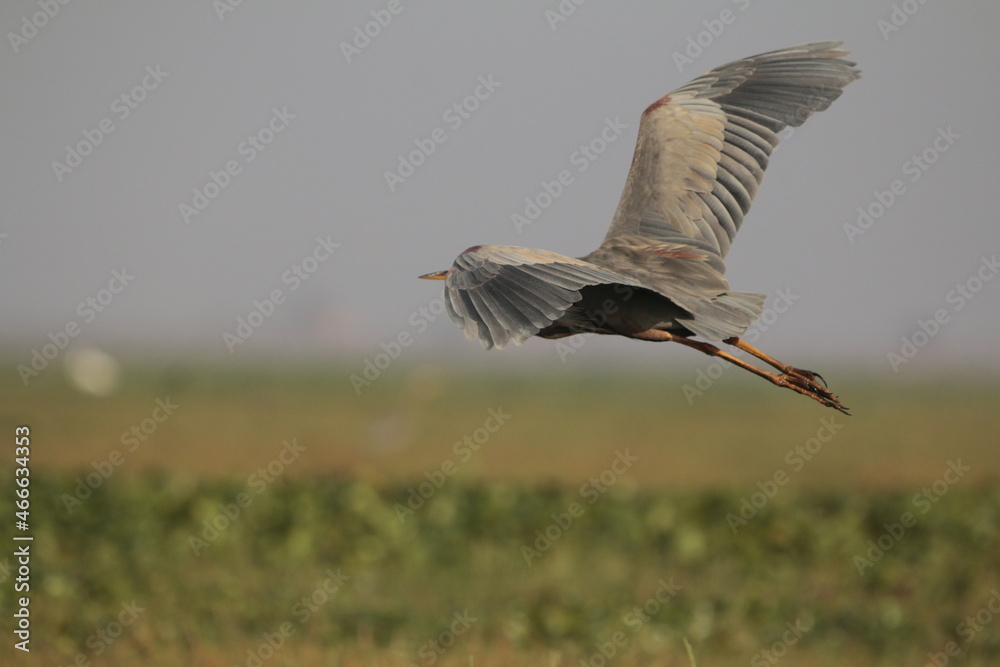 Heron in flight Heron in flight