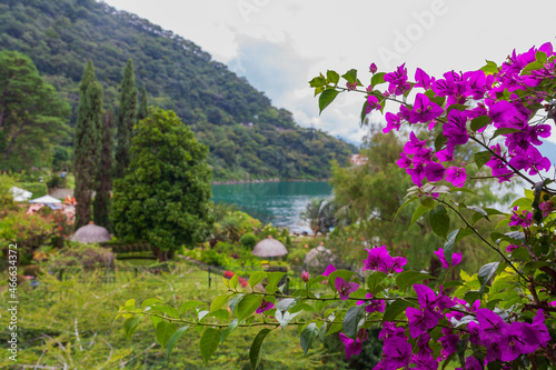 flowers in the mountains and lake
