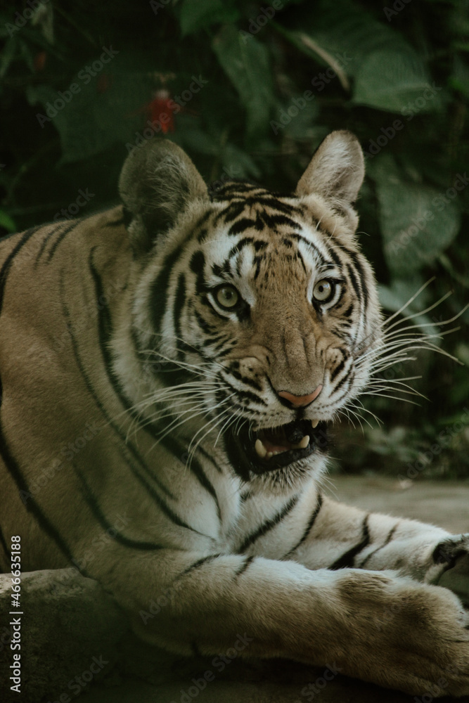 Fototapeta premium tiger in the zoo