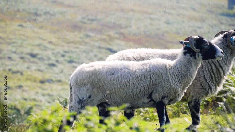Two white sheep with black faces and horns exploring the ferns and heather in the Yorkshire Moors on a peaceful sunny day. Two white sheep with black faces and horns exploring the ferns and heather in the Yorkshire Moors on a peaceful sunny day.