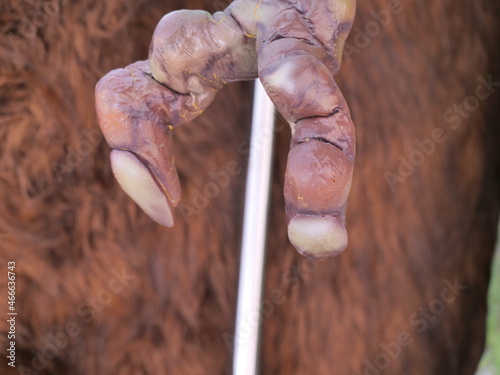 hand holding a horseshoe
