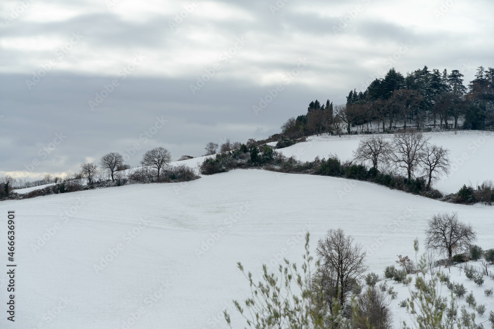 snow covered trees