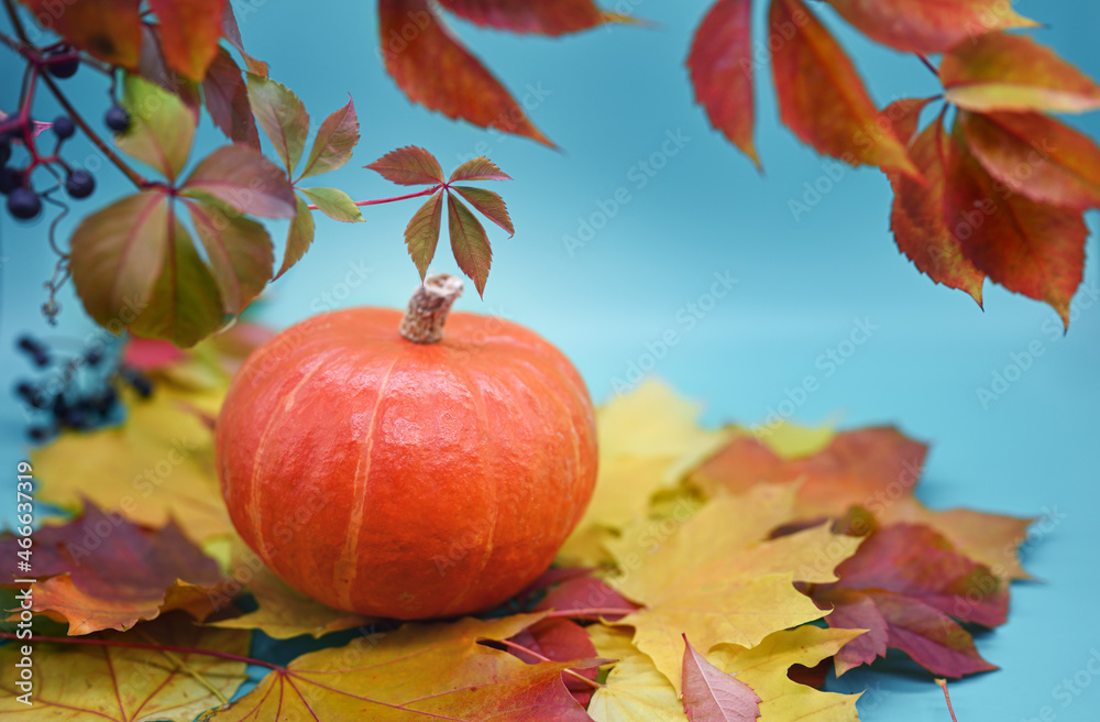 Autumn composition. One orange pumpkin on a blue background. Around the pumpkin there are leaves of wild grapes and maple. Thanksgiving or Halloween concept. Autumn composition. One orange pumpkin on a blue background. Around the pumpkin there are leaves of wild grapes and maple. Thanksgiving or Halloween concept.